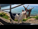猫島っぽい光景。海をバックに決めポーズ