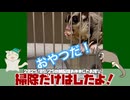 今日(2025/09/25)の朝散歩できなかったお詫びと朝掃除 #フクロモモンガ #おはモモンガ #sugarglider