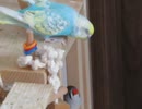 上下でウトウトするインコとキンカチョウ エサを齧るジュウシマツ2025年9月25日