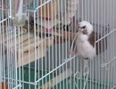 カゴにへばりつくジュウシマツ　インコとキンカチョウも映る2025年9月25日