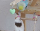 顔が近いインコとジュウシマツ キンカチョウの尻尾も映る2025年9月25日