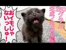 かしこき黒イモ、未成イモの主張