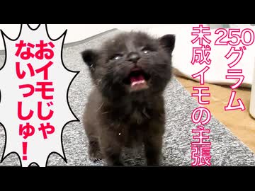 かしこき黒イモ、未成イモの主張