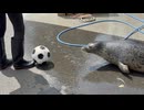 【東武動物公園】もちもちちゃんのサッカートレーニング【ゴマフアザラシ】