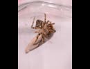 オニグモが蛾に捕帯を巻くだけの動画