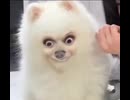 ホモと見る加工アプリで変わり果てた犬