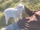 子ヤギ
