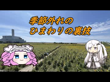 水色スライムのまったりポタリング　福岡柳川ひまわり園の裏技