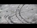 ホモと見る夢の跡
