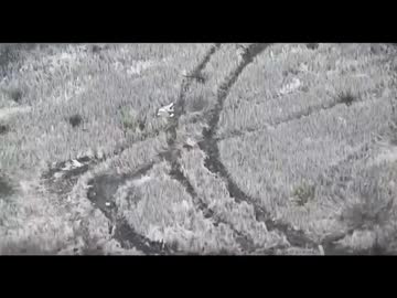 ホモと見る夢の跡