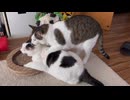 とりﾆｷ