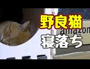 ウトウトしてると思ったら…【野良猫】