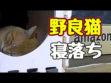 ウトウトしてると思ったら…【野良猫】