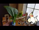 メヒシバ美味しいです！（9月15日・お迎え2日目の様子）