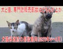 【動画News】犬と猫、専門誌販売部数はどちらが上か…犬猫系雑誌の部数動向(2025年4～6月)(2025/09/29)