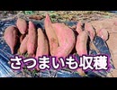 さつまいも収穫！今年の収穫はどうだったのか