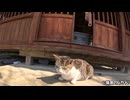 神社でくつろぐ島猫達