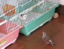 ジュウシマツが気になるキンカチョウ インコも来た2025年9月26日