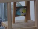 階段の間に体を入れてかじるインコ 後半ジュウシマツとキンカチョウも映る2025年9月26日
