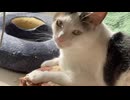 ほかほかのつま先