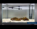 海水ガサガサ水槽part2