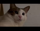 夜の動画