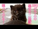 黒いミニ猛獣、離乳トレーニングを開始する