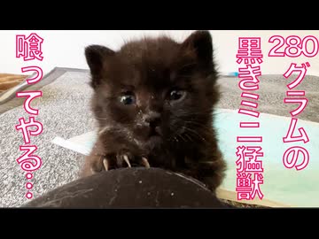 黒いミニ猛獣、離乳トレーニングを開始する