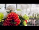 Red flowers are swaying. 越智夏音