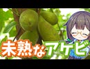 若いアケビの実を食べてみる！【まるで野菜】