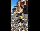 猫ダンス｜世界のリゾート＆ビーチシリーズ（全10ロケーション）