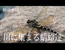秋の水辺　川に集まる蜻蛉達