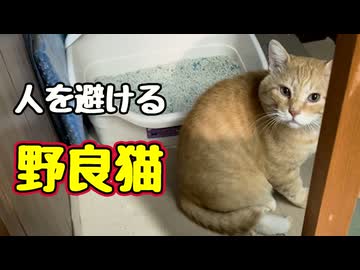 警戒モードの様です…【野良猫】