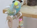 インコの片足立ち 毛繕い ショート動画2025年9月27日
