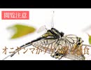 閲覧注意！　オニヤンマがアゲハ蝶を捕食