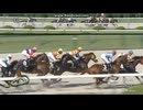 2025 ヤマボウシ賞 (2歳1勝クラス)　ペルセア
