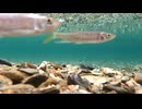 【生物観察】仁淀川にカメラを沈めて撮影した動画集