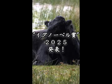 【告知】"イグノーベル賞2025"日本人19年連続受賞！『ウシ』を『シマウマ』みたいにすると吸血バエに刺されない！