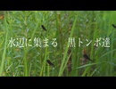 水辺に集まる　黒トンボ達