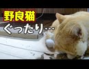 よっぽど疲れてたのね…【野良猫】