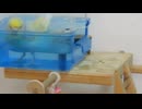 いつもと違うところで下手な水浴びするインコ2025年9月28日