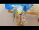 濡れた後に止まり木を齧るインコ 後半キンカチョウも映る2025年9月28日