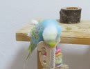 頭をくっつけあまり動かないインコ2025年9月28日