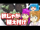 【秋植えジャガイモ②】ぼくも料理動画が作りたかった 定植編