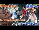 【ポケモンSV】　色違いコライドン・ミライドンをもらおうとしたトレーナーの末路…。　＃猫ミーム　＃猫マニ
