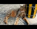 最後はふて腐れる甘えてくるキジトラ猫が可愛い