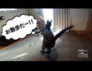 【第366回】藤縄神楽③と、お散歩！と、お腹のお肉…と、せみに大人気！