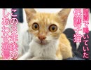 暗闇で助けを求めていた保護子猫、驚きの約3年後
