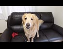 愛犬を作りたかった