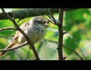 もし生き物たちのなきごえがジョジョのキャラクターだったら